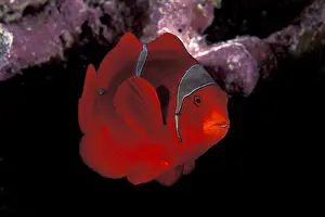 Premnas: Spinecheek anemonefish, female, Premnas biaculeatus, Walindi