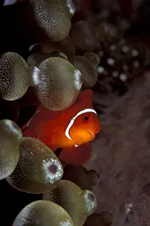 Premnas: Spinecheek anemonefish, male, Premnas biaculeatus, Walindi
