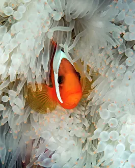 Premnas: Spinecheek anemonefish (Premnas biaculeatus) in
