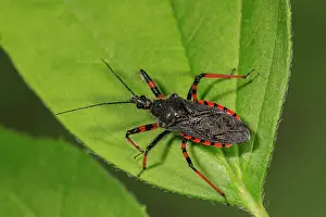 Spined: Spined assassin bug (Rhynocoris annulatus) on leaf