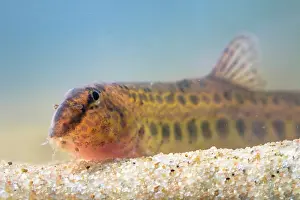 Tank: Loach