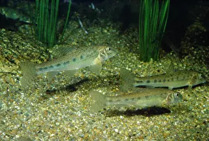 Spined: Spined Loach - freshwater