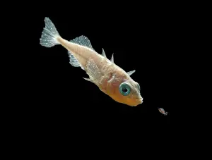 Spined: Three spined stickleback - male feeding