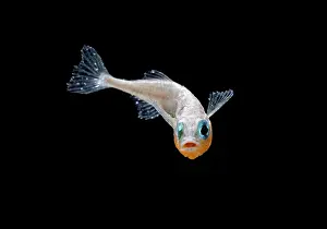Spined: Three spined stickleback - male turning