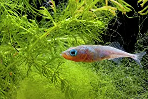 Spined: Three spined stickleback - male in weeds
