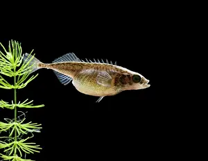 Pregnant: Nine spined stickleback / Ten spined stickleback