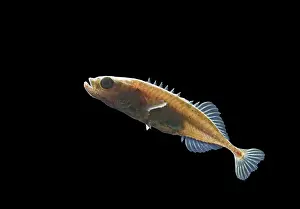 Spined: Nine spined stickleback / Ten spined stickleback - male
