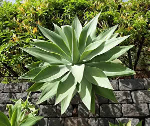 Agave: Spineless Century Plant