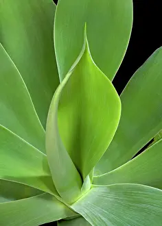 Attenuata: Spineless Century Plant - unfolding leaf