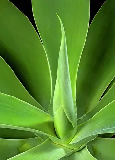 Attenuata: Spineless Century Plant - unfolding leaf
