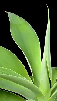 Attenuata: Spineless Century Plant - unfolding leaf