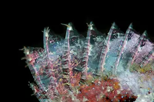Scorpionfish: Spines of Scorpionfish