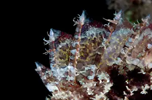 Painful: Spines of Scorpionfish Seraya shore dive, Bali, Indonesia