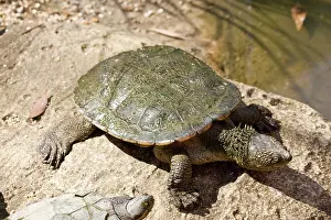 Chelonian: Spiney Neck Turtle, Acanthochelys spixii