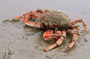 Spiney: Spiney Spider Crab