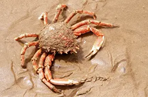 Crabs: SPINEY SPIDER CRAB - on beach