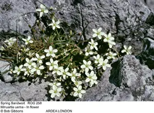Sping: Sping SANDWORT - in flower