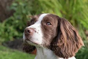 Spinger: Spinger Spaniel