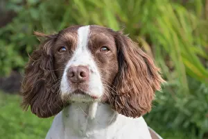 Spinger: Spinger Spaniel