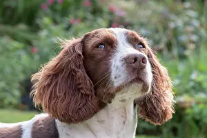 Spinger: Spinger Spaniel