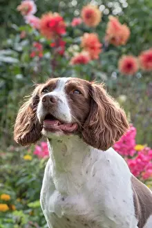 Spinger: Spinger Spaniel