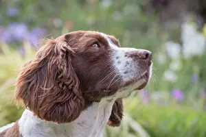 Spinger: Spinger Spaniel