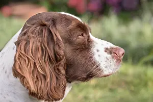 Spinger: Spinger Spaniel