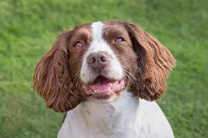 Spinger: Spinger Spaniel