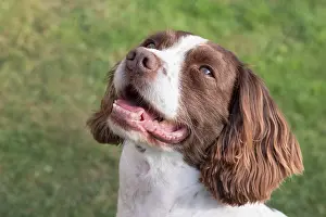 Spinger: Spinger Spaniel