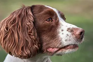 Spinger: Spinger Spaniel