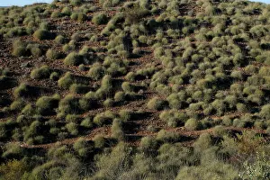 Spinifex: Spinifex covered hillside