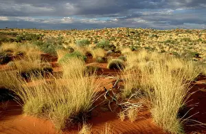 Spinifex: Spinifex and desert oak on Canning Stock Route