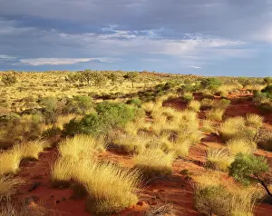 Spinifex: Spinifex, desert oaks and sand dunes (Triodia sp