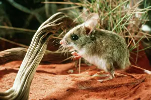Hopping: Spinifex Hopping-mouse
