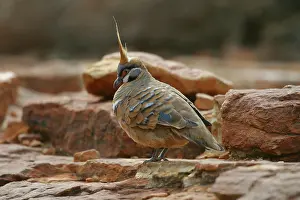 Plumifera: Spinifex Pigeon