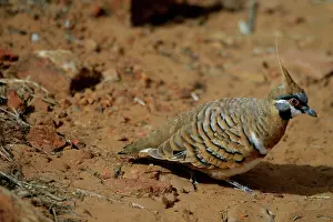 Plumifera: Spinifex Pigeon