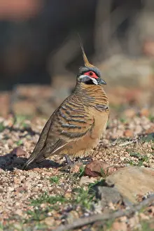 Ferruginea: Spinifex Pigeon
