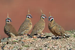 Ferruginea: Spinifex Pigeon