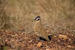 Ferruginea: Spinifex Pigeon