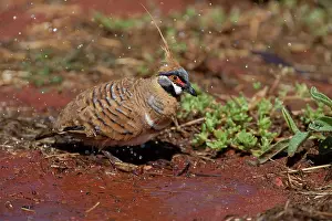 Plumifera: Spinifex Pigeon