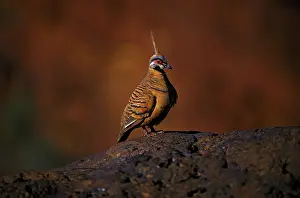 Ferruginea: Spinifex Pigeon