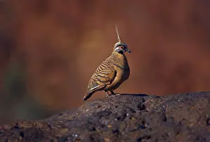 Ferruginea: Spinifex Pigeon