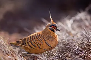 Amidst: Spinifex Pigeon - adult foraging for seeds amidst