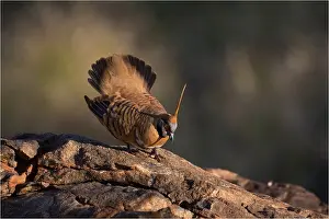 Aboriginal: Spinifex Pigeon - Displaying on a rock - near