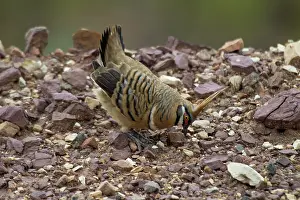 Plumifera: Spinifex Pigeon - male displaying