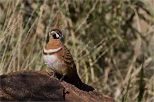 Aboriginal: Spinifex Pigeon - Perched on a rock among spinifex