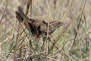 Fledged: Spinifexbird - This bird was feeding a newly fledged