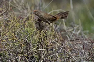 Difficult: Spinifexbird - Restricted to spinifex, Triodia