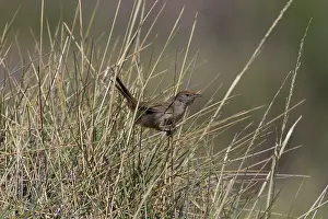 Difficult: Spinifexbird - Restricted to spinifex, Triodia