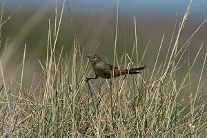 Difficult: Spinifexbird - Restricted to spinifex, Triodia